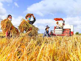 Harvest season