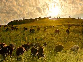 the herd of sheep in Changsong County