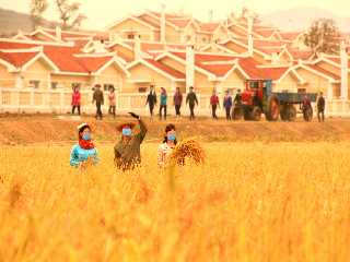 In good harvest field