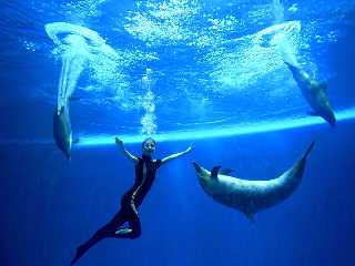 Synchronized swimming at Rungna Dolphinarium