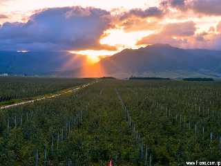 Kosan Combined Fruit Farm