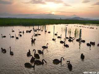 Swans on Kwangpo Lake