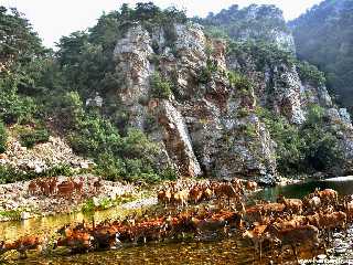 A Deer Ranch in Rinsan