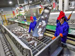 Tongchon Fish Processing Plant