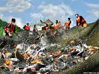 Kanggye Cage-Net Fish Farm