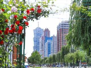 The Work of Planting Trees in Town