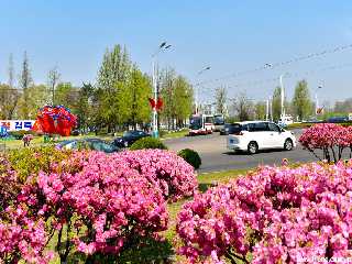 The Work of Planting Trees in Town