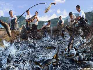 the Fruitful fish farming