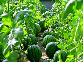 Ryonpho Greenhouse Farm