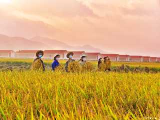 In good harvest field